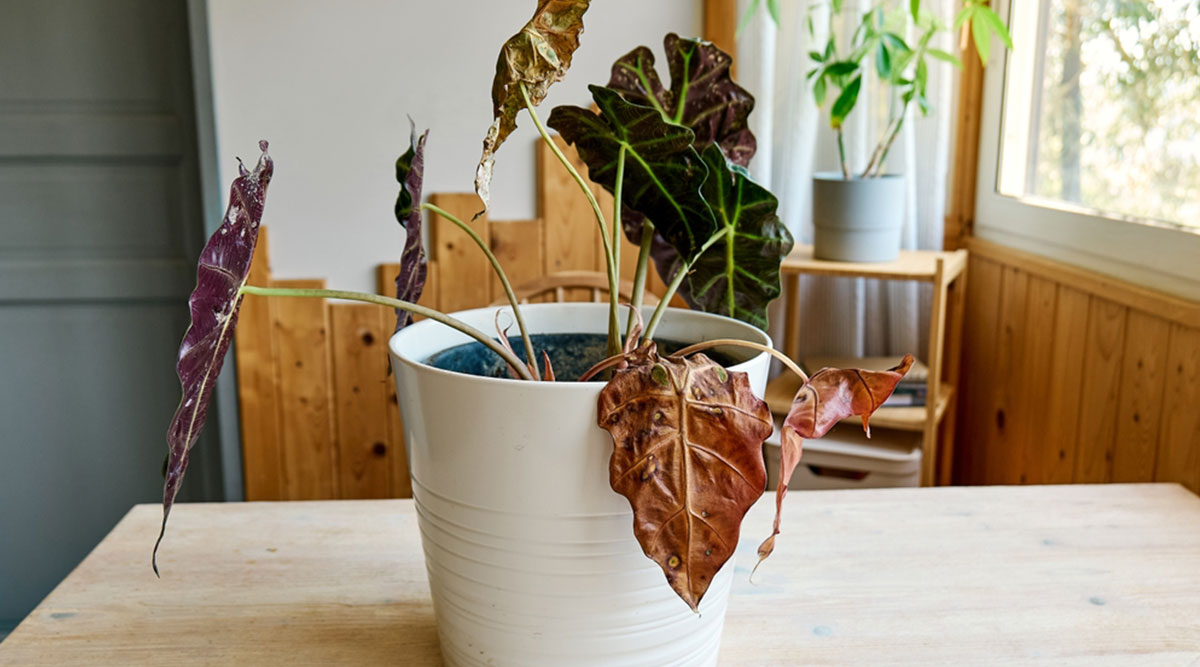Een Alocasia met hangende en bruine bladeren
