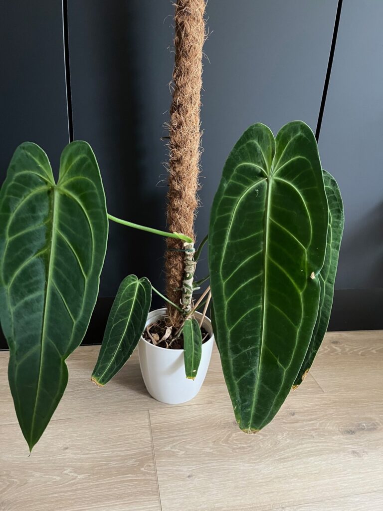 Anthurium warocqueanum als klimplant