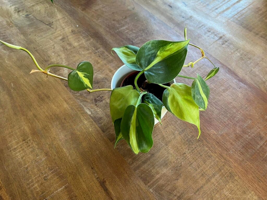 Een nog hele jonge Philodendron Brasil 