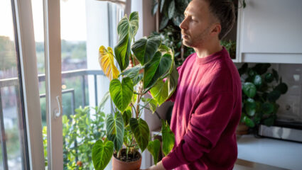 Klimplanten moeten ondersteund worden, zoals op deze foto.