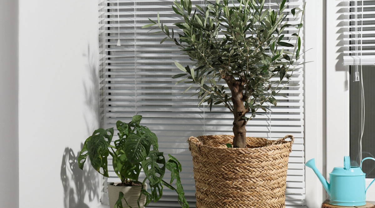 Een olijfboom die binnen als kamerplant wordt gehouden