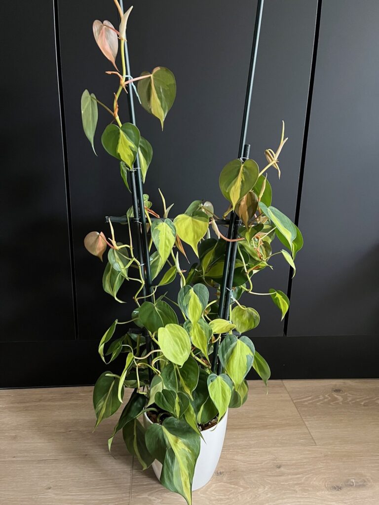 De Philodendron Brasil als klimplant 