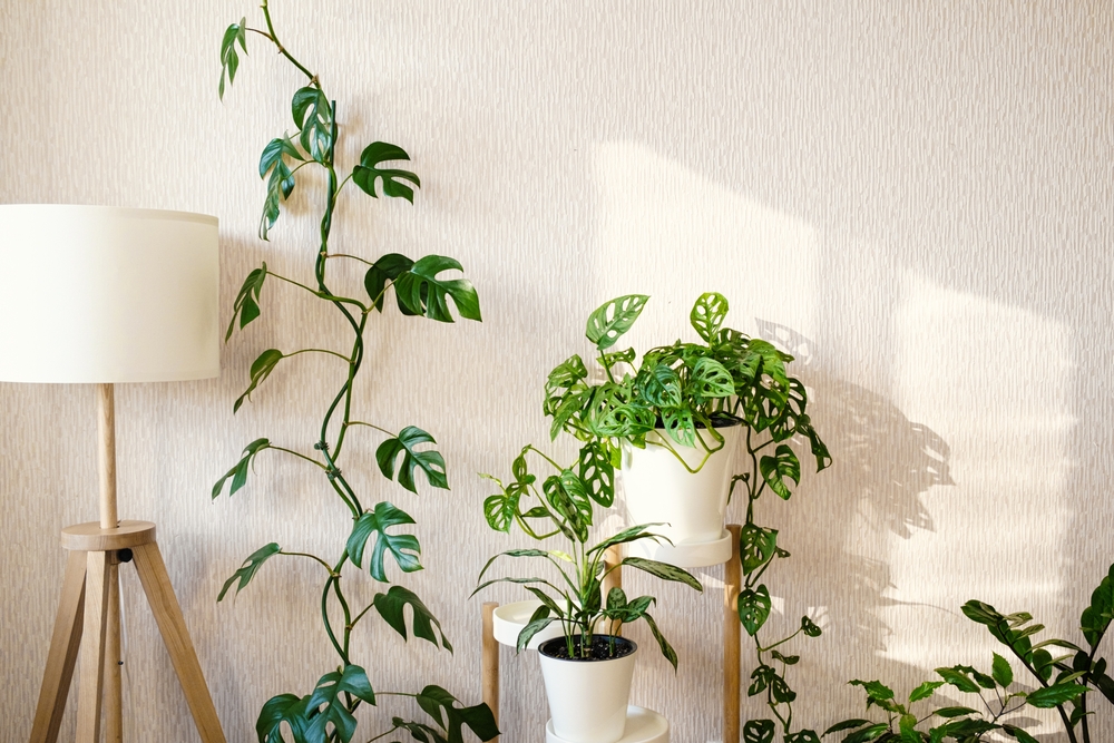 Klimplanten Monstera Monkey Leaf en Monstera minima