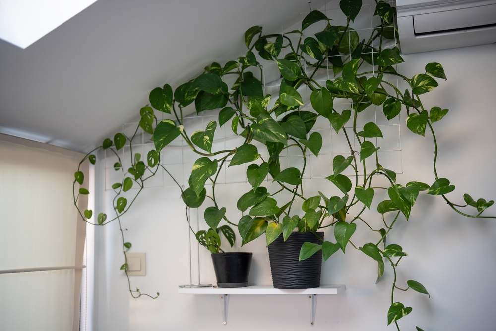 Epipremnums als klimplanten laten groeien