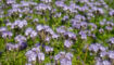 Bijenbrood (Phacelia) behoort tot de groenbemesters