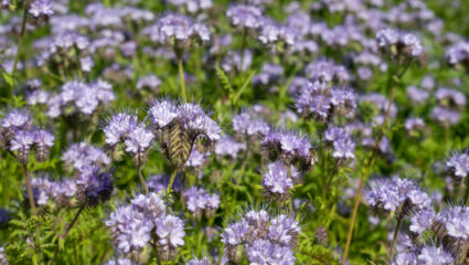 Bijenbrood (Phacelia) behoort tot de groenbemesters