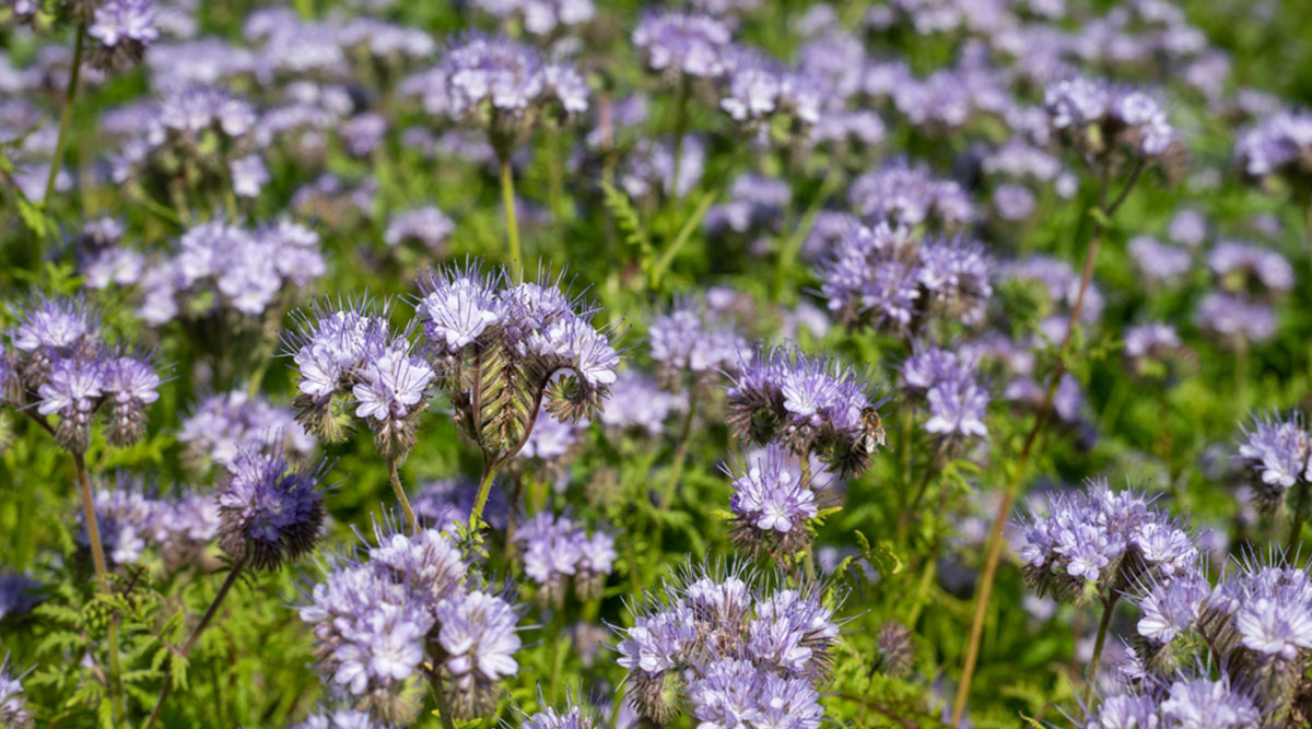 Bijenbrood (Phacelia) behoort tot de groenbemesters