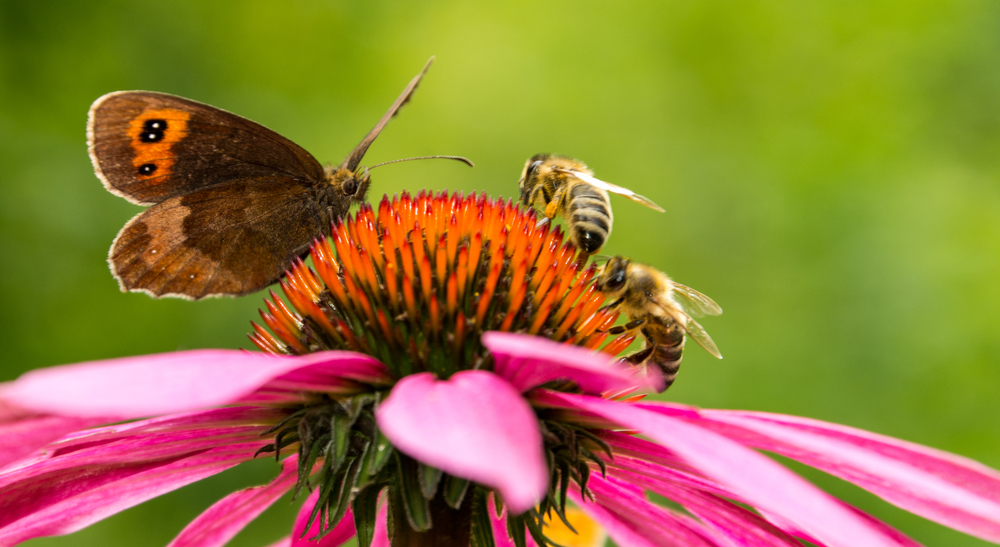 Maak het groener in de tuin of balkon voor meer biodiversiteit