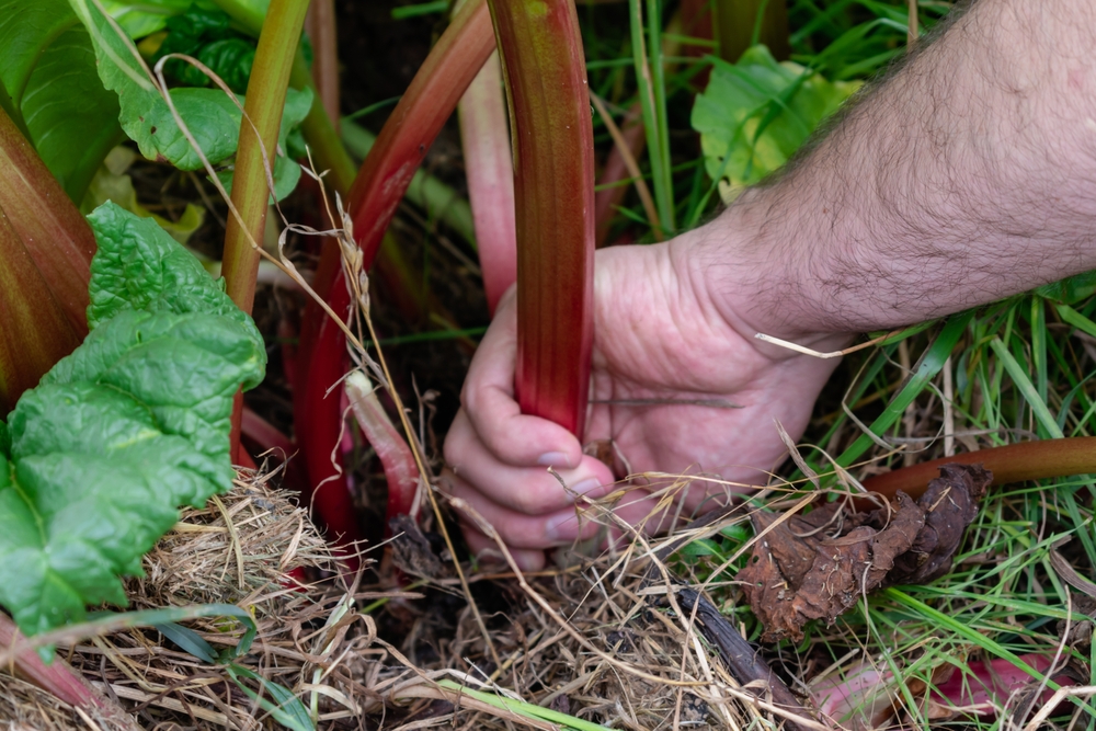 Rabarber met de hand uit de plant draaien