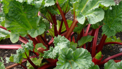Rabarber in de tuin kweken
