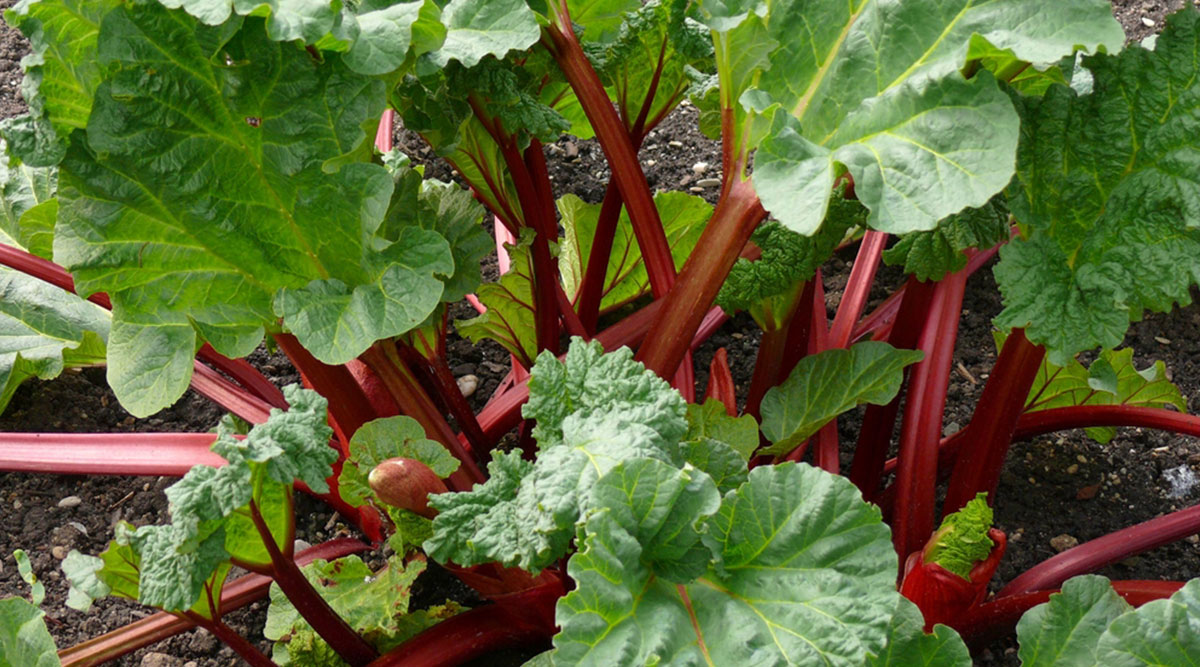 Rabarber in de tuin kweken