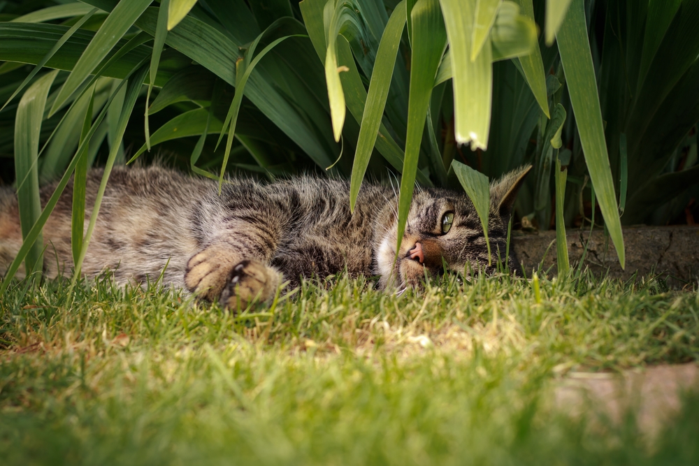 Katten houden van gras, zoals deze kat, die er lekker op ligt