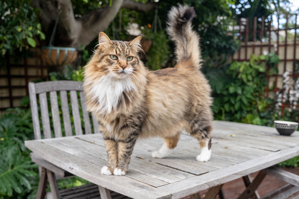 Katten kunnen in de tuin worden gehouden met een afrastering