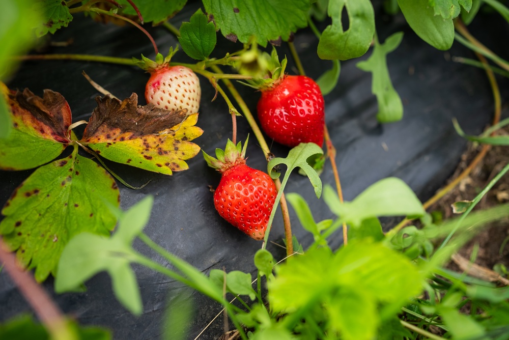 Worteldoek als ondergrond van aardbeien
