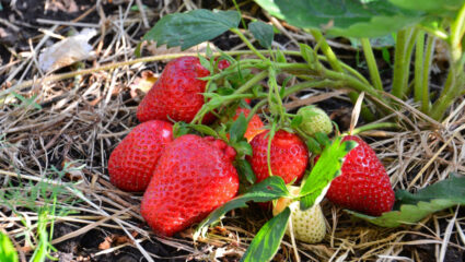 Aardbeien op stro