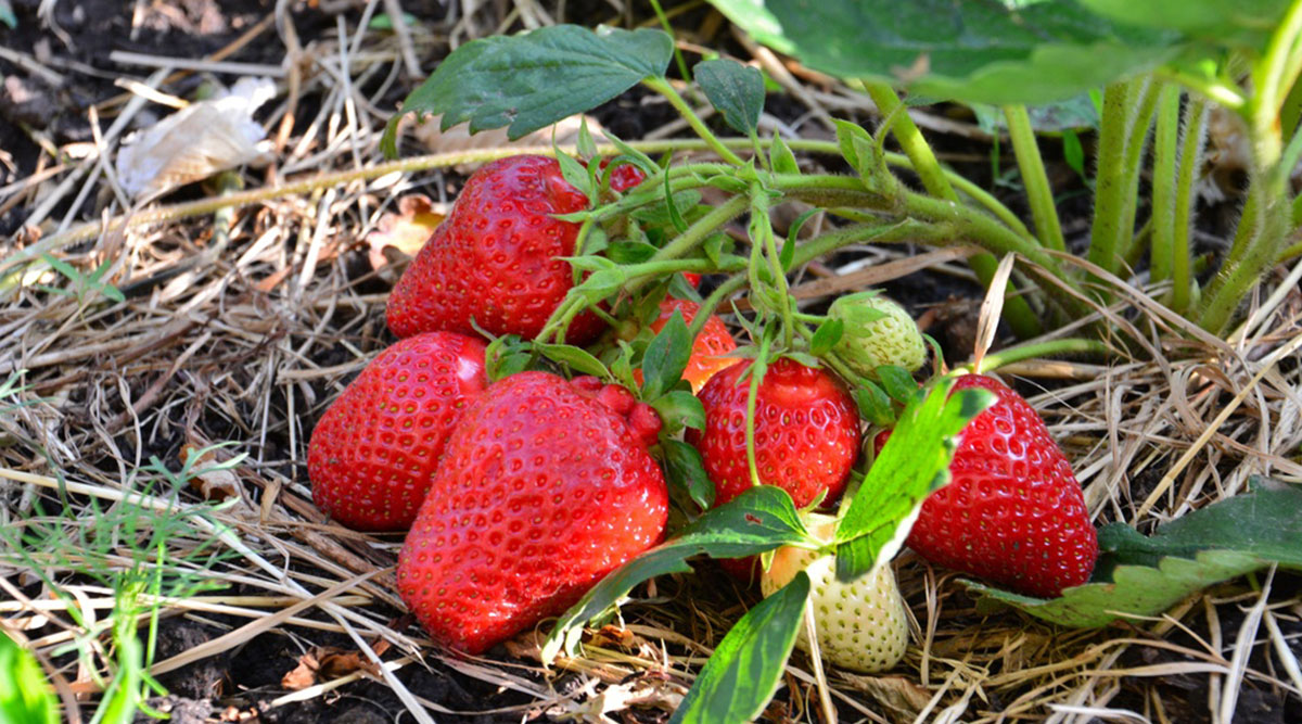 Aardbeien op stro