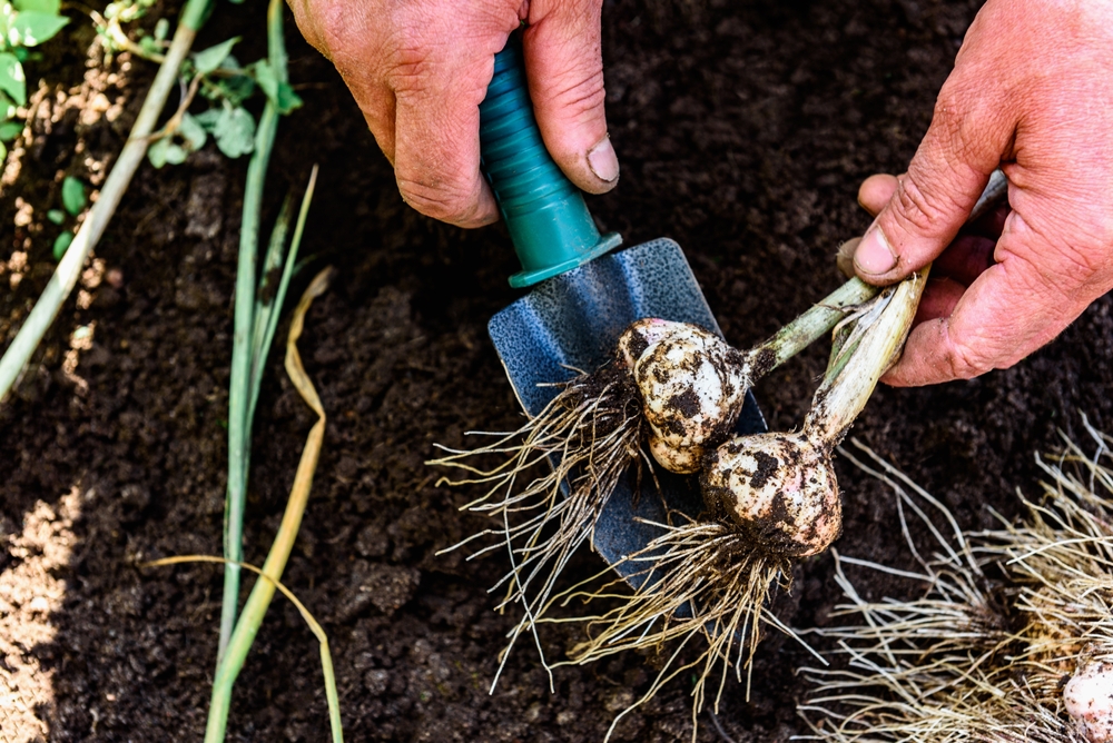 Tuinplanten als knoflook houden bacteriën en schimmels tegen