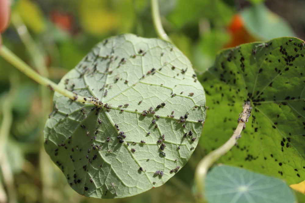 Oost-Indische kers is één van de tuinplanten die bladluizen aantrekken en zo bij andere planten weghouden