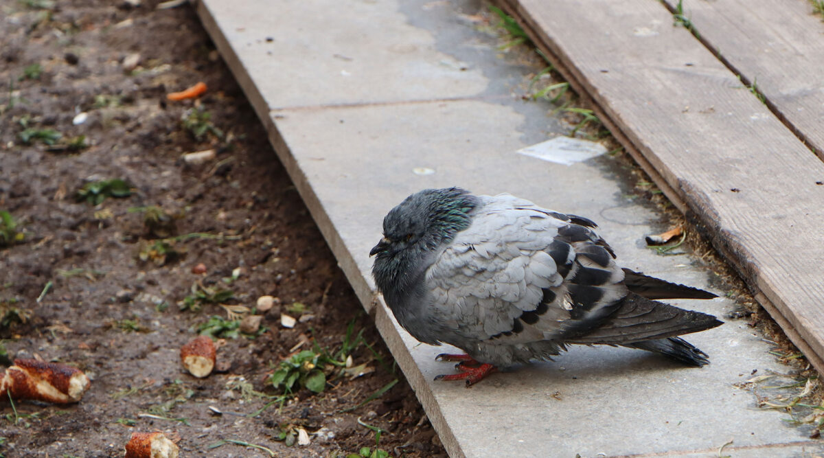 zieke vogel