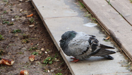zieke vogel