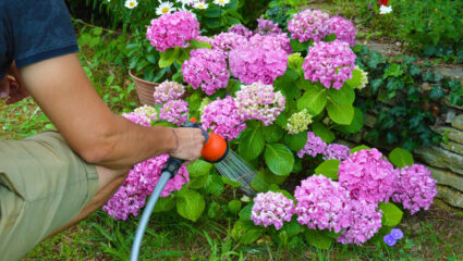 Hortensia's hebben veel water nodig, hier wordt een tuinslang gebruikt