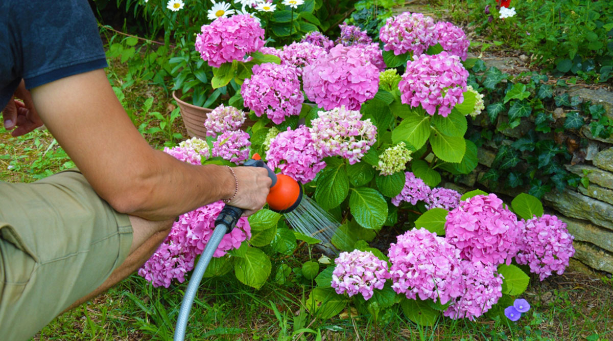 Hortensia's hebben veel water nodig, hier wordt een tuinslang gebruikt