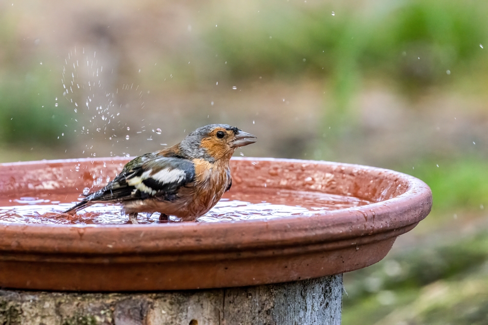 Een boomstronk met een schotel van aardewerk als vogelbad.