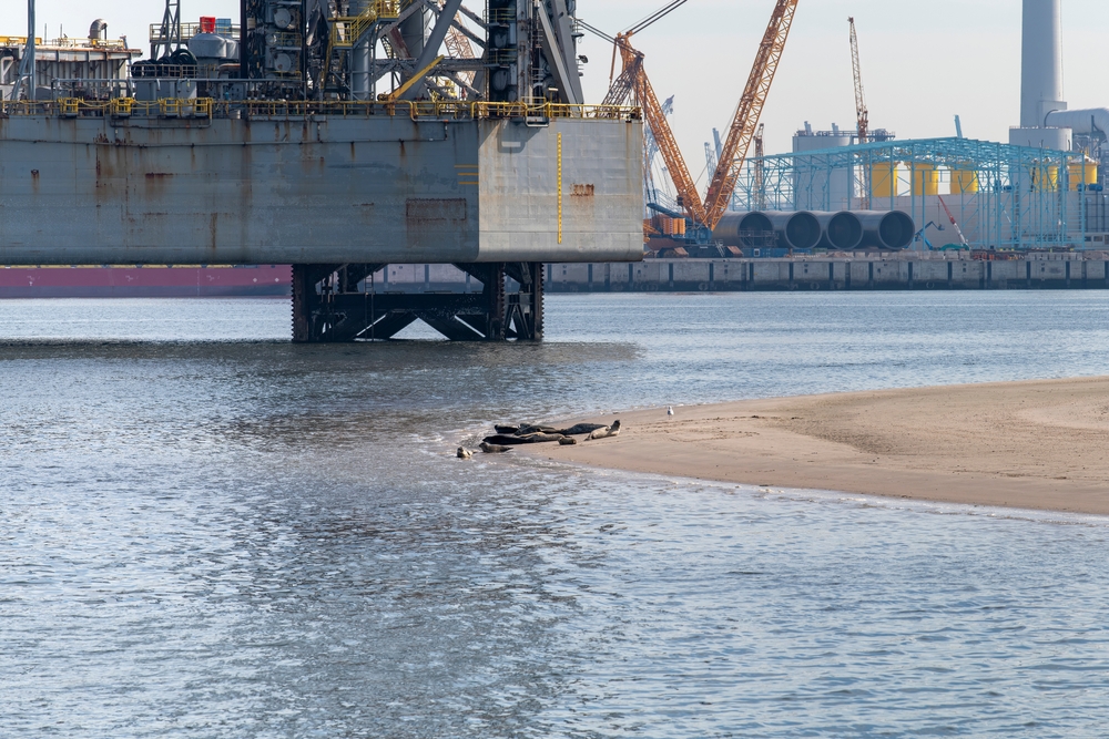 Zeehonden die u tijdens een boottocht door de haven kunt tegenkomen.