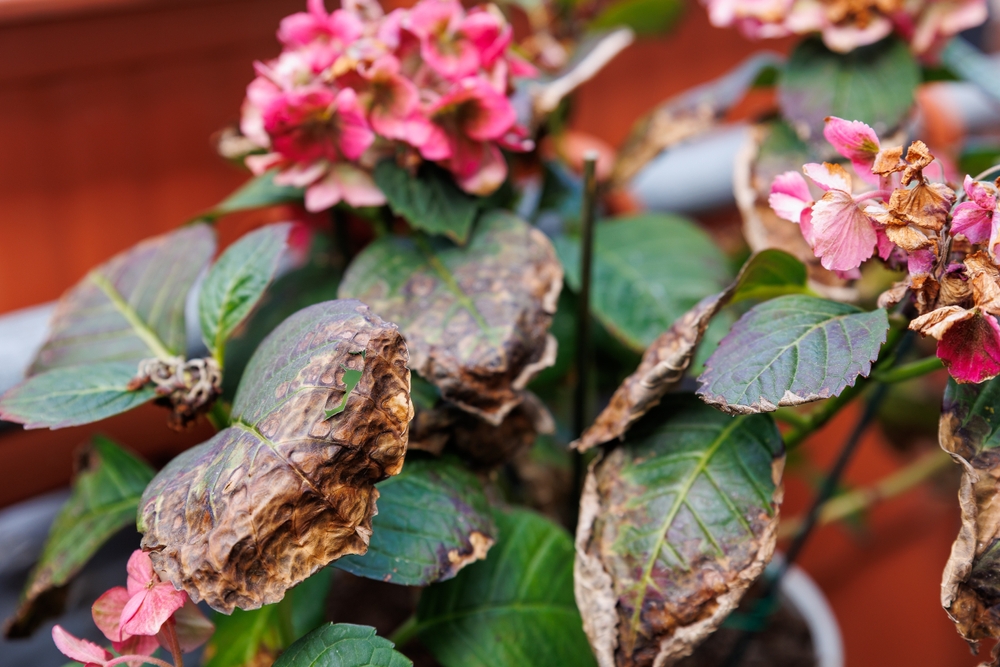 Hortensia's met verlept blad
