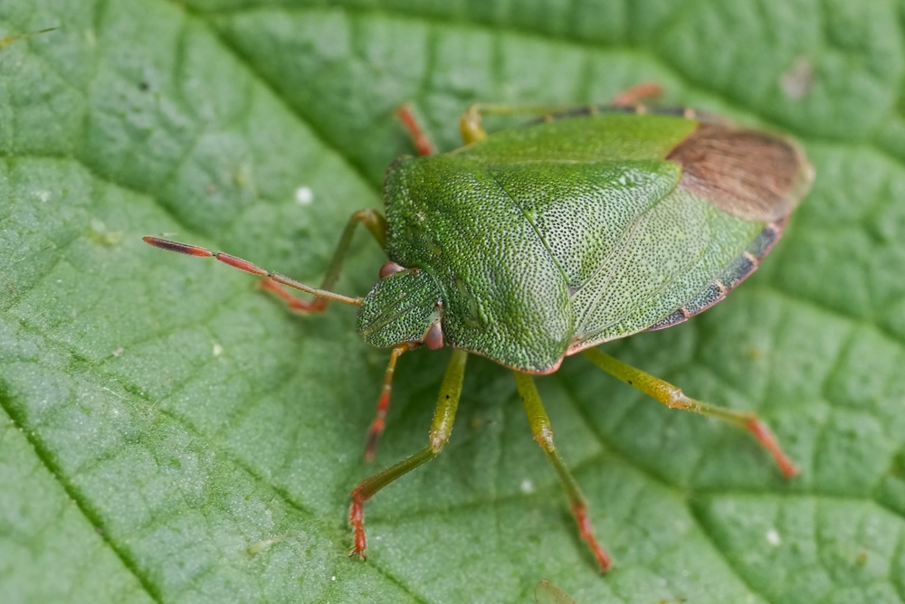 Groene Schildwants
