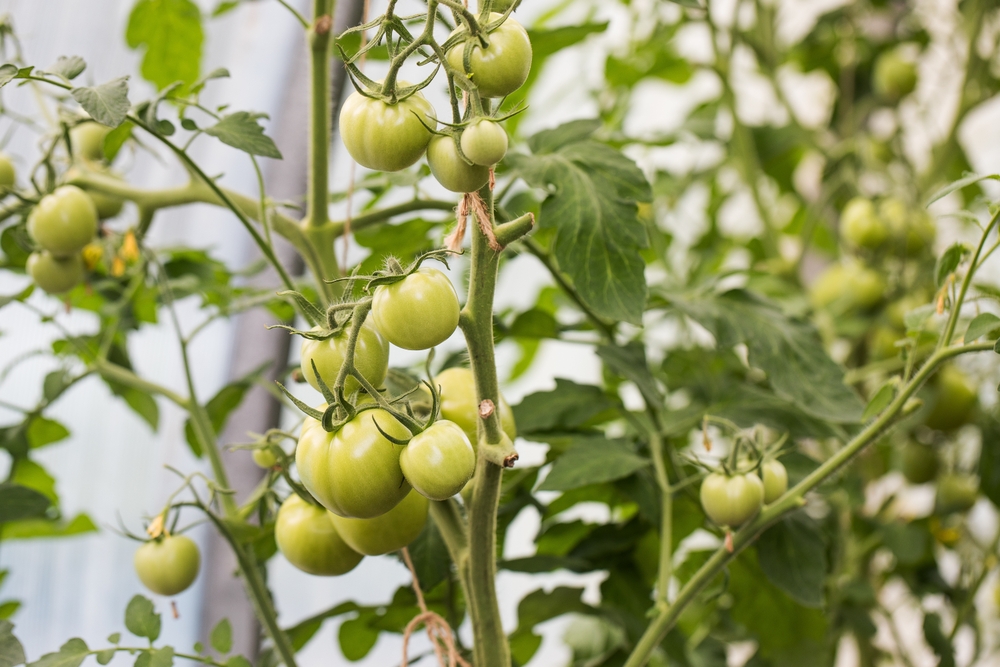 Groene tomaten