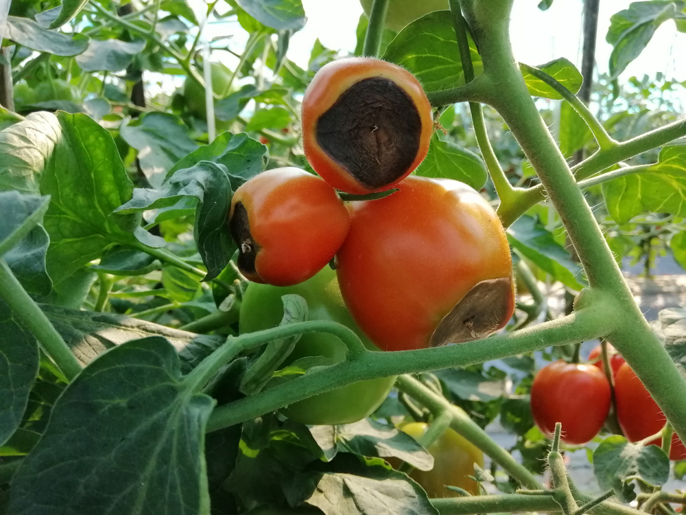 Neusrot bij tomaten 