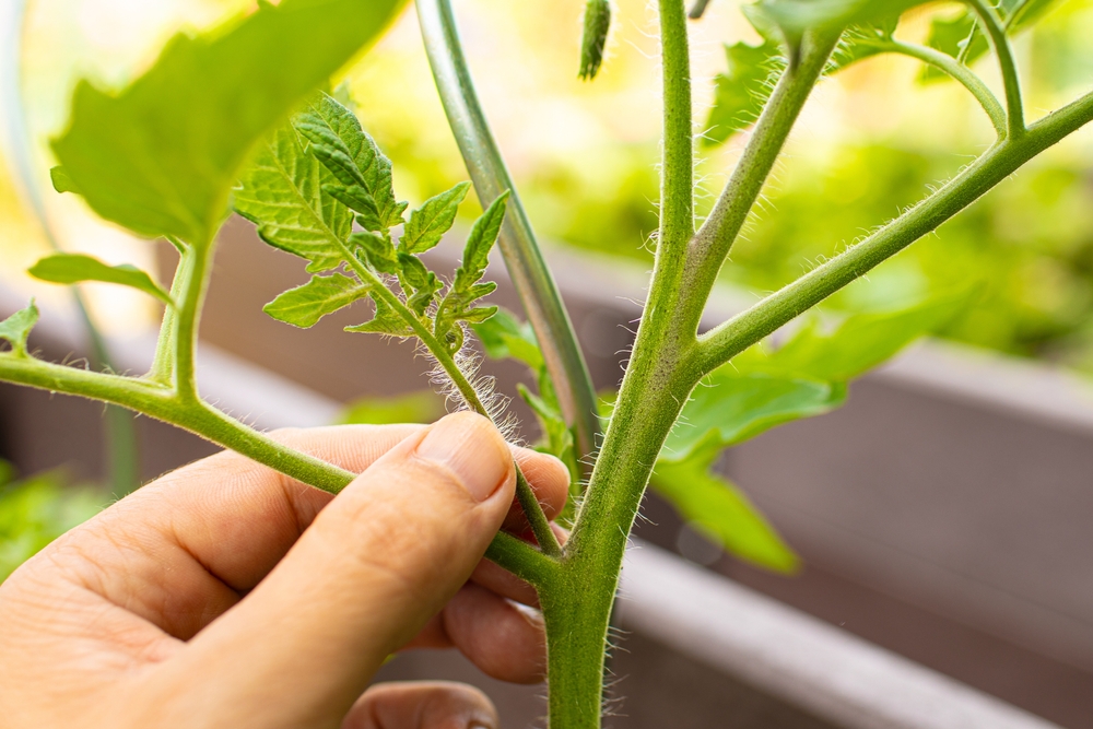Tomaten dieven