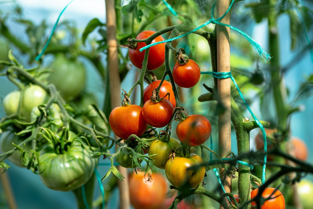 Tomaten ondersteunen