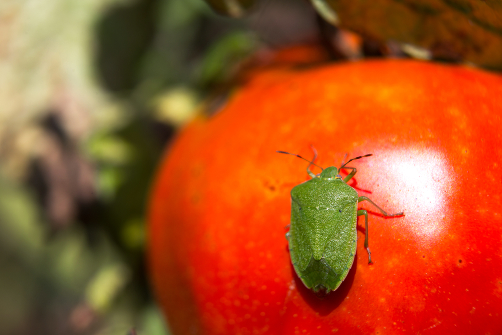 Zuidelijke groene schildwants 