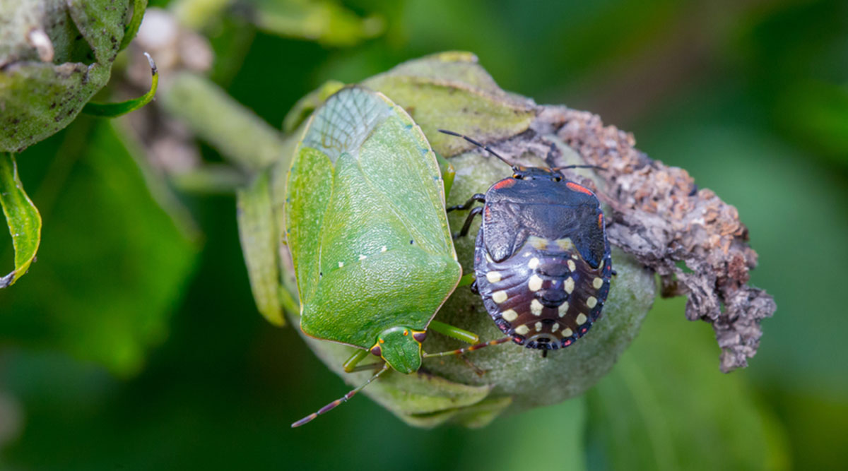 Twee wantsen, een jonge en een volwassen zuidelijke groene schildwants